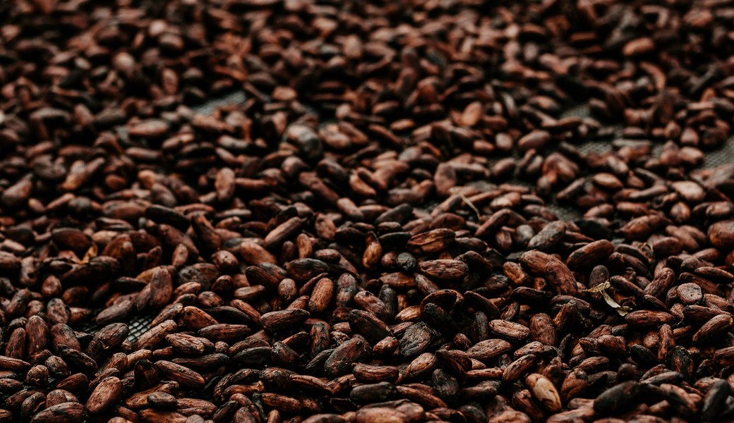 Fermented cocoa beans drying