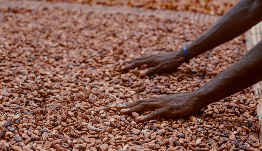 Cocoa beans turned by hand during drying
